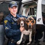 Law Enforcement Jobs – Choosing the Right One for You
